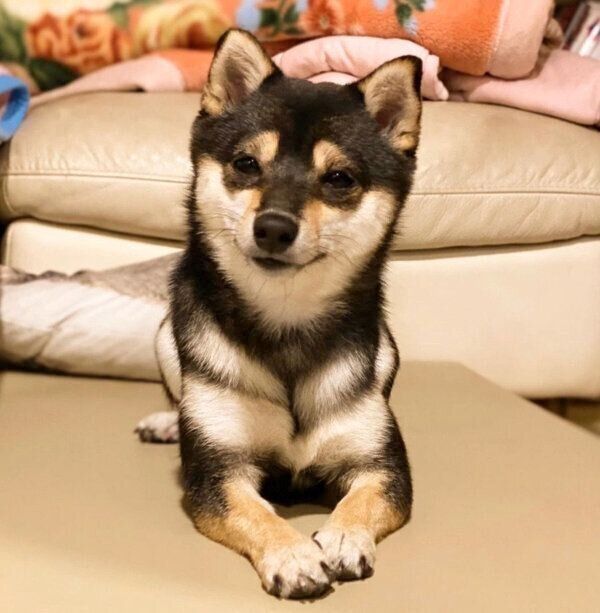 まったりするあずきちゃん