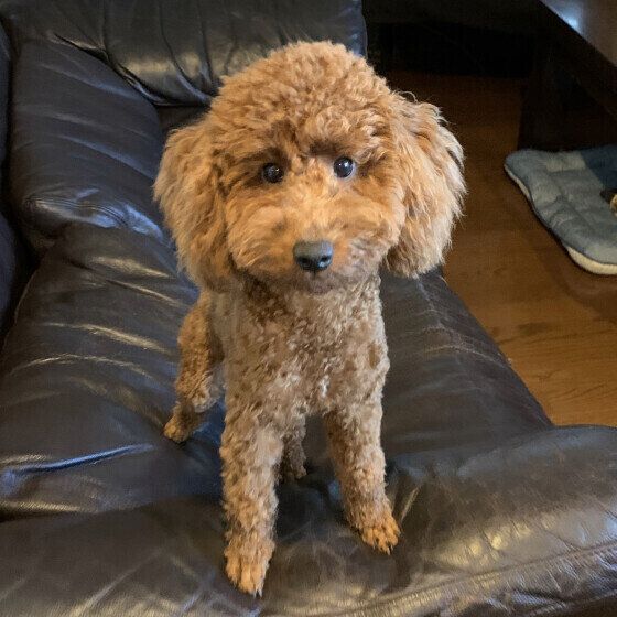 トイ・プードル