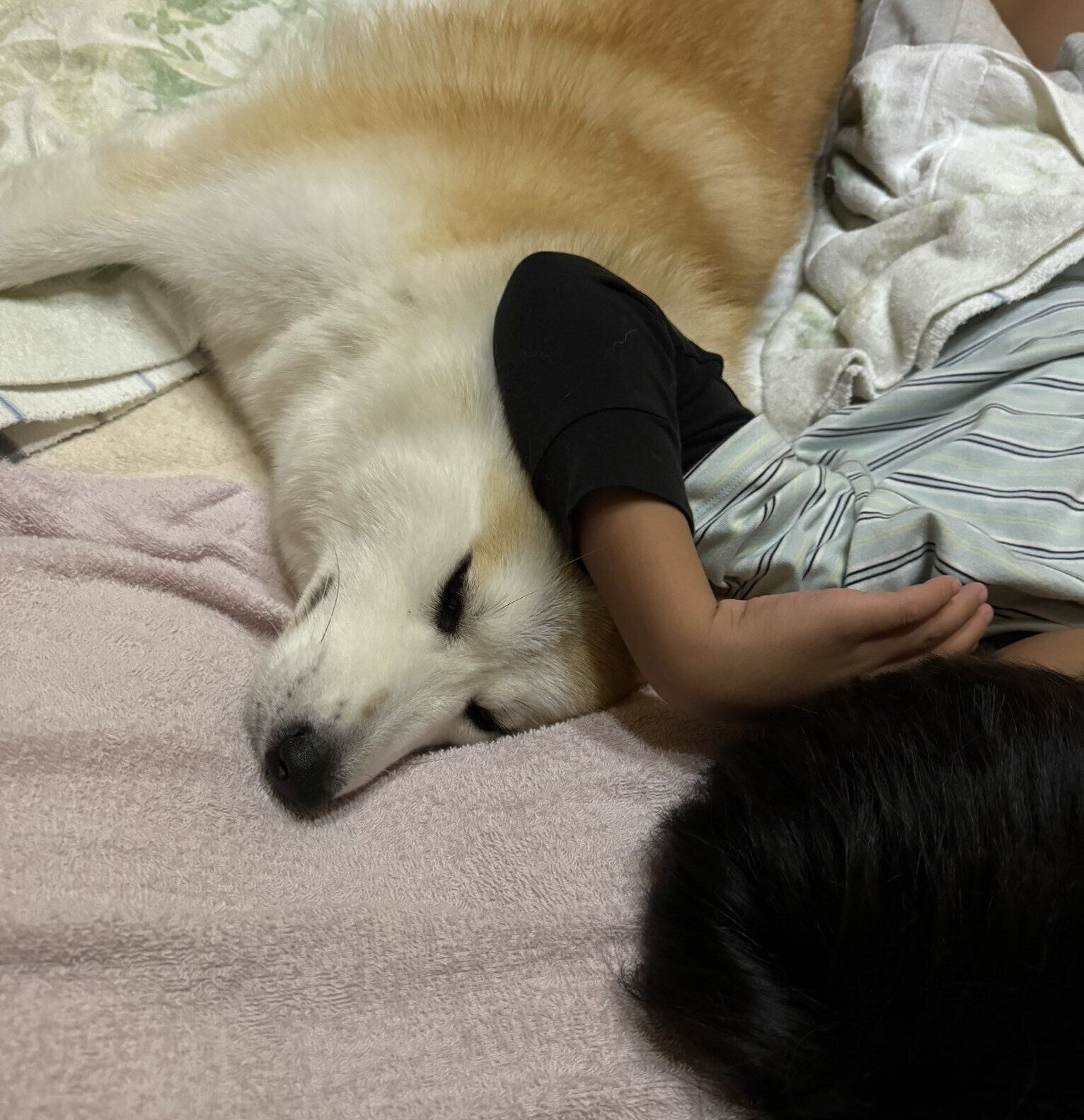 就寝中の息子さんと蘭ちゃん