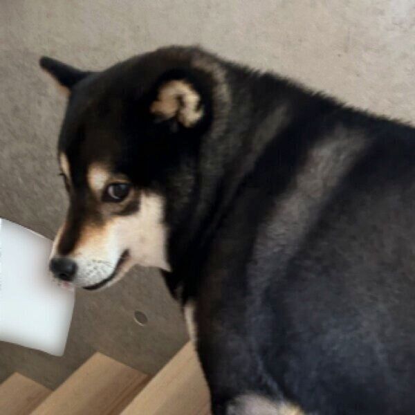 ドヤ顔で何かをくわえるロクくん