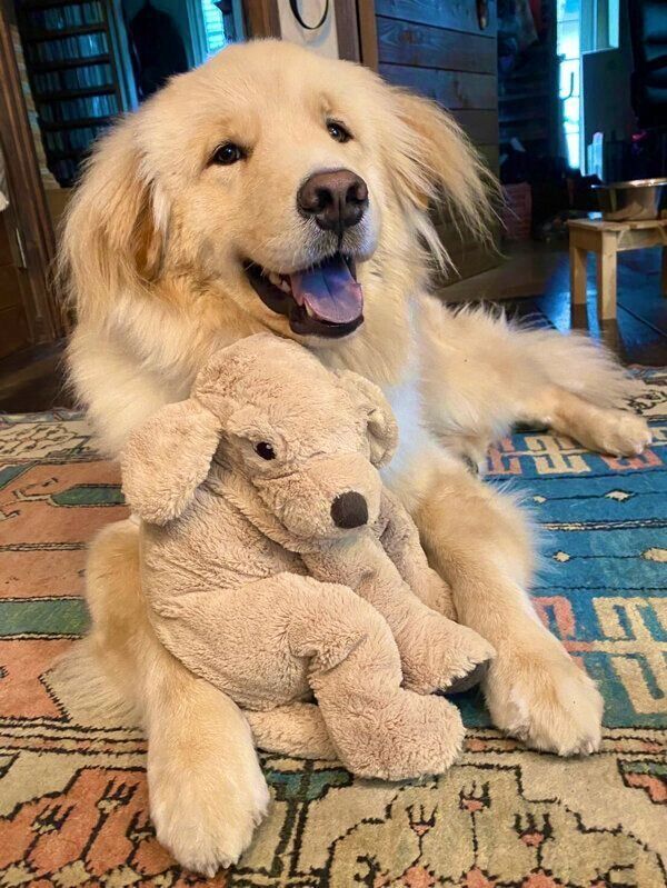 大事そうにぬいぐるみを抱えるディッパーくん