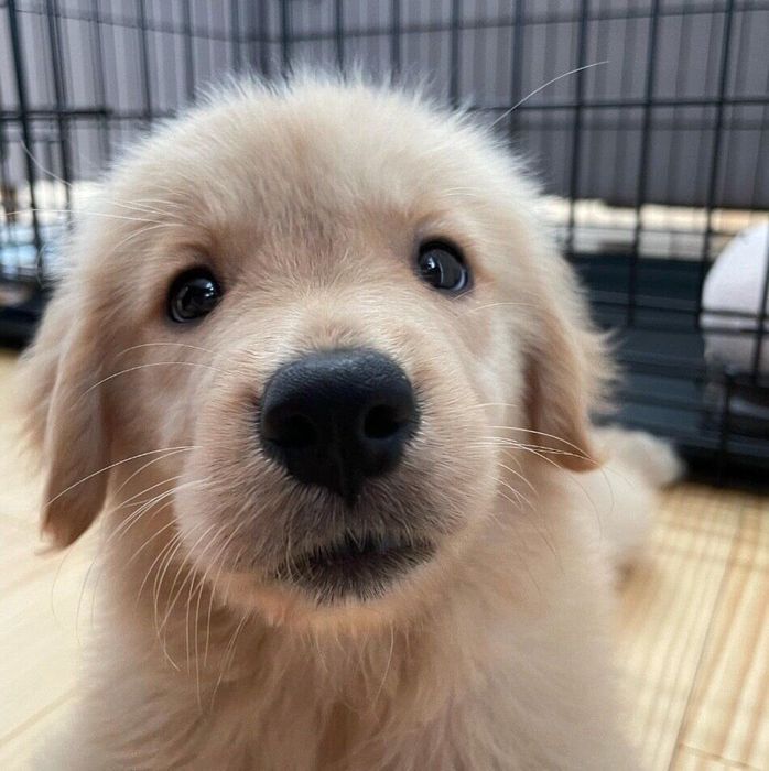 お迎えしたばかりのころのこめちゃん