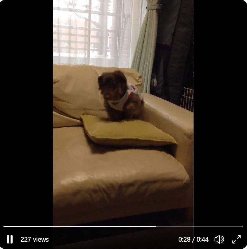 洋服を着てゼンマイ仕掛けのように動く犬