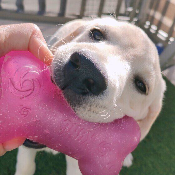 犬がお気に入りのおもちゃを離さない理由と対処法 いぬのきもち