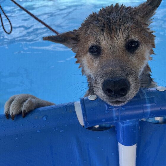愛犬をプールで遊ばせるときの注意点 ケガやトラブルに気をつけて水遊びを楽しもう！ いぬのきもち