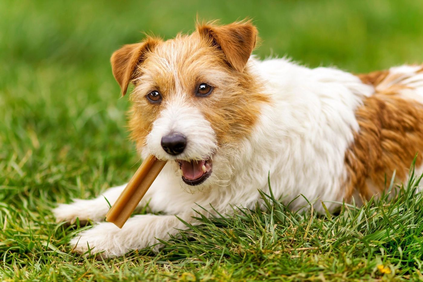 犬が太るのには理由がある 肥満を招いてしまう4つの主な原因 いぬのきもちweb Magazine 犬が太るのには理由がある 肥満を招いてしまう4つの主な原因 いぬのきもちweb Magazine