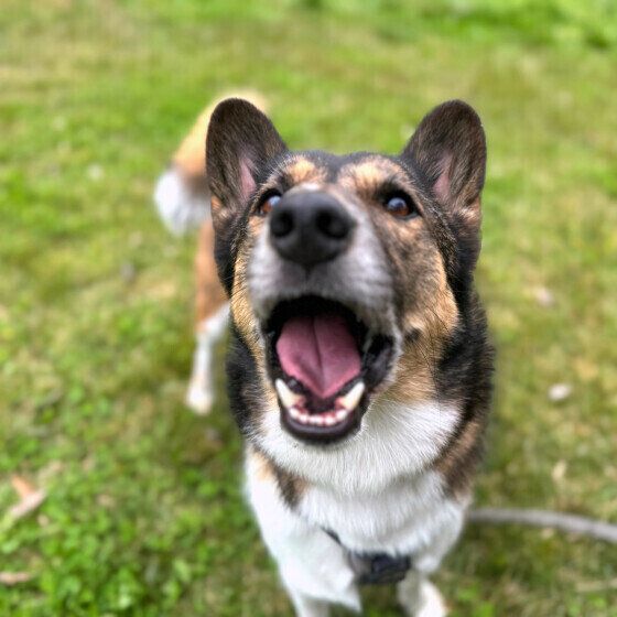 犬の毛にひっつき虫がついて取れない! 犬の体にオナモミがついたときの対応 いぬのきもち