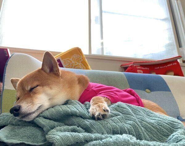 気持ちよさそうに眠るちくわくん