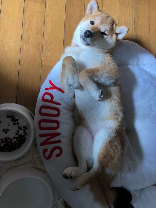 生後5カ月頃の柴犬