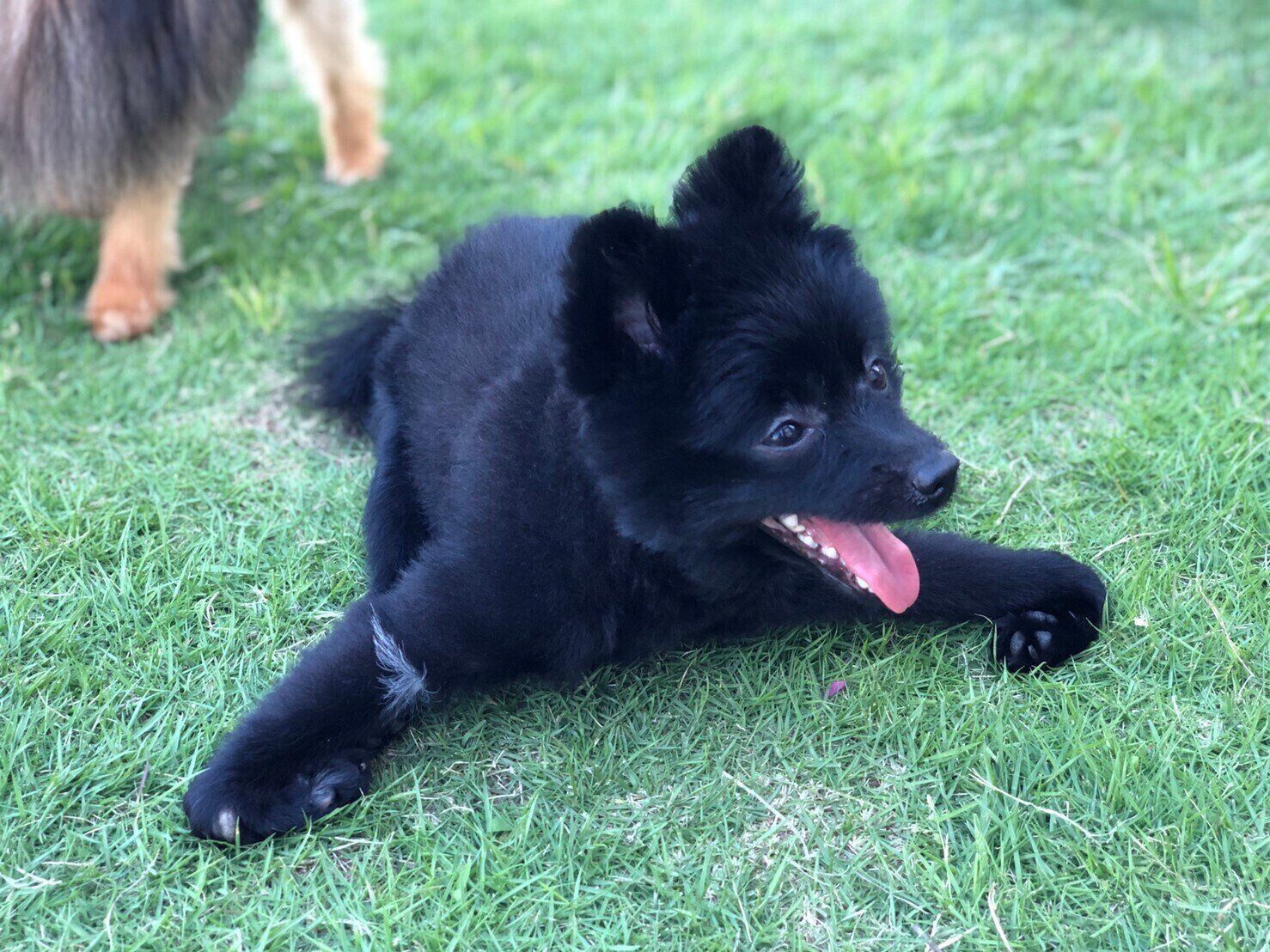 約5カ月齢のときのみかんちゃん。歩くことが大好きで、写真はドッグランに遊びに行ったときのもの（撮影／藤井さん）