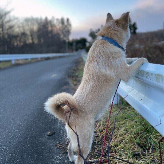 たそがれるMIXのまめくん