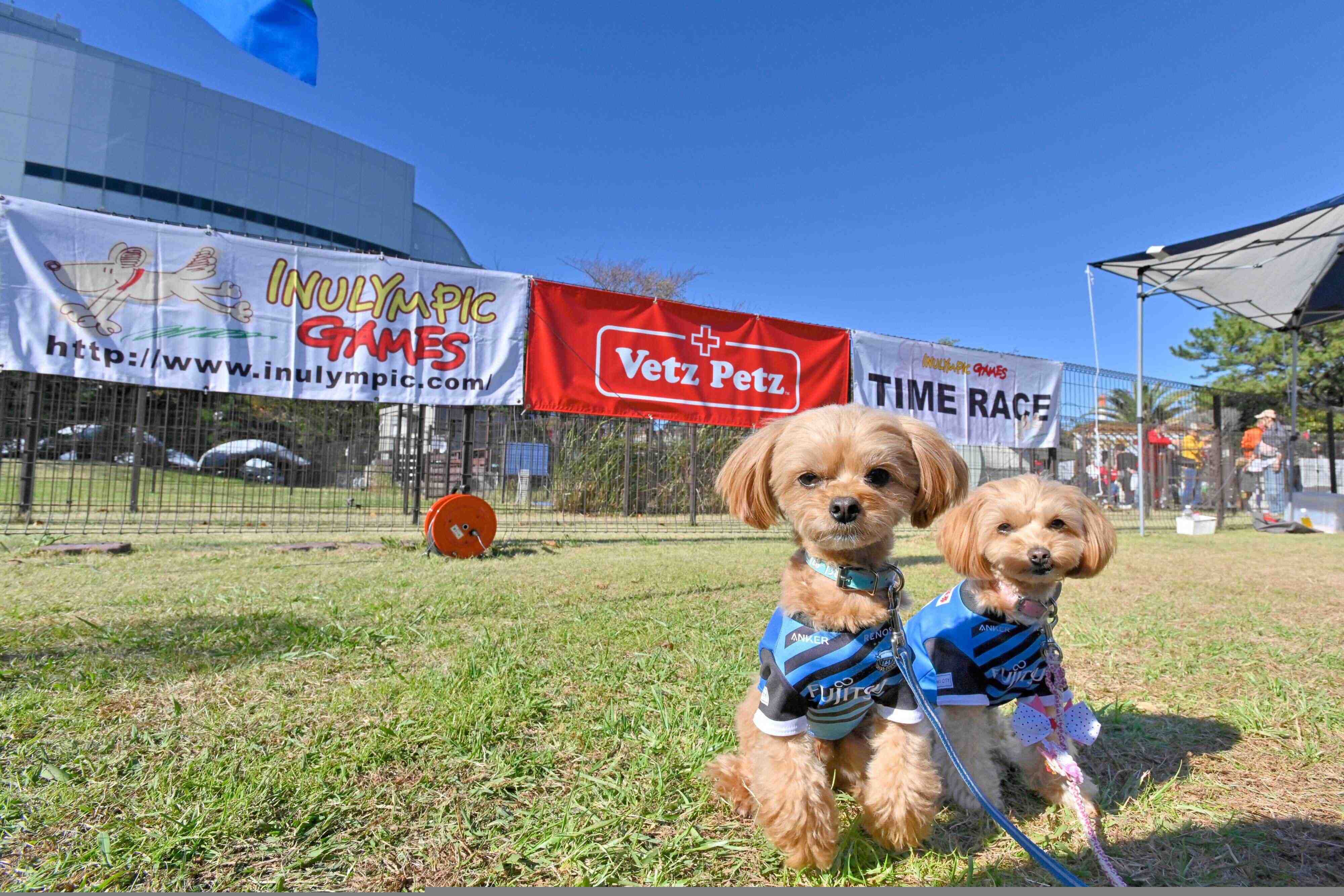 イヌリンピックのタイムレース50アンチノールカップ