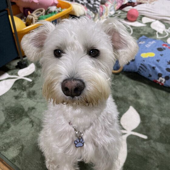 目が見えなくなった愛犬との暮らし方 いぬのきもち