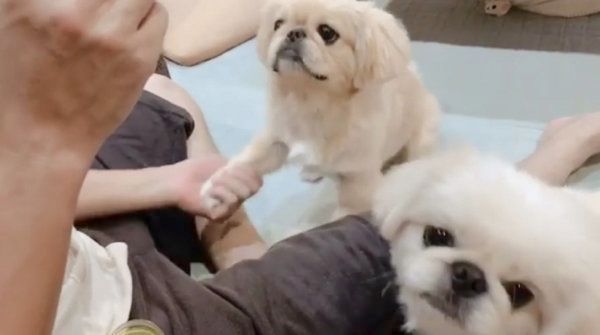 おやつタイムのペキニーズ