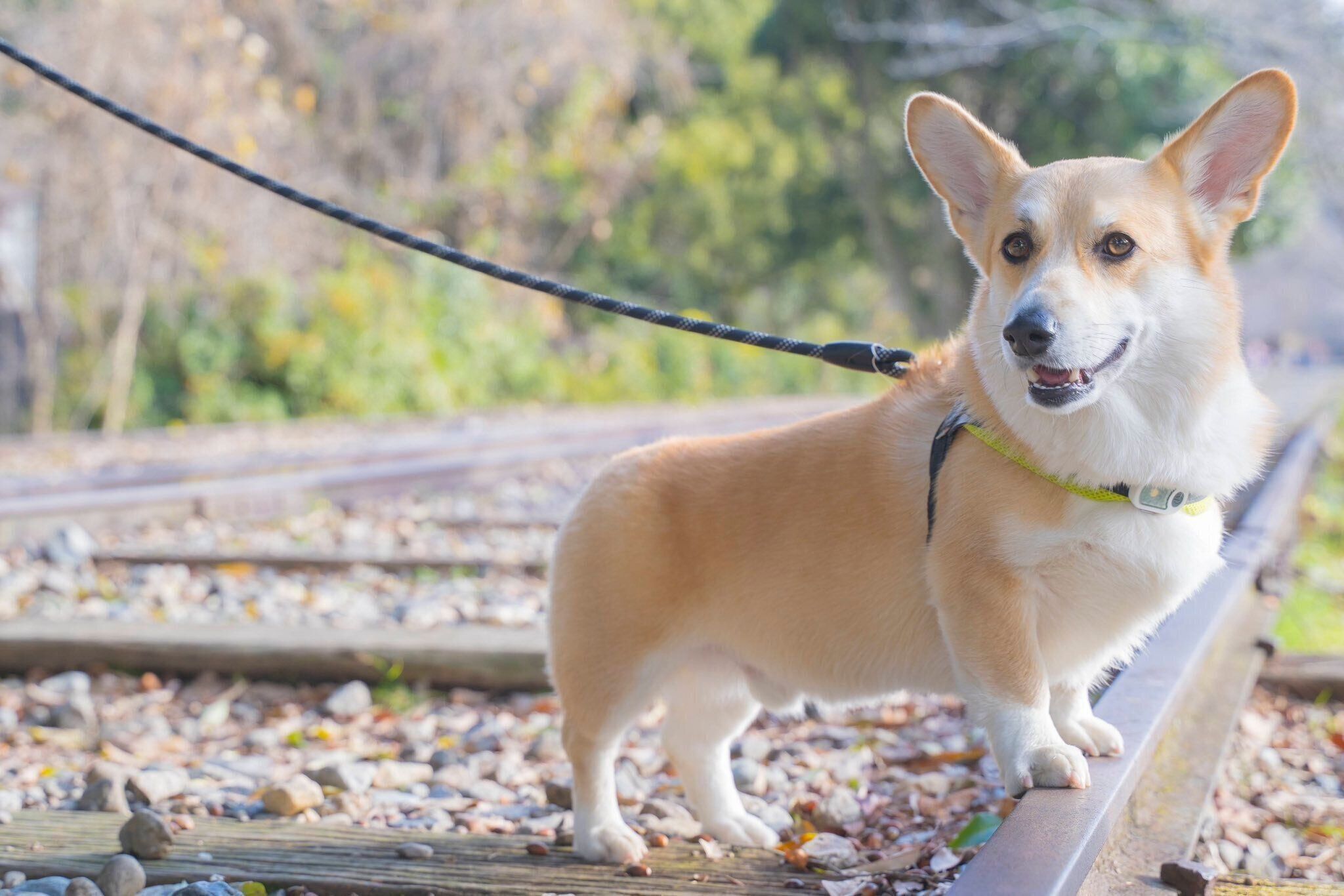 お出かけ中のはんぺんくん 穏やかな表情が愛らしい