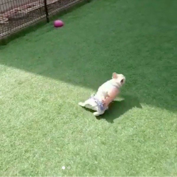 高速横回転するラブちゃん