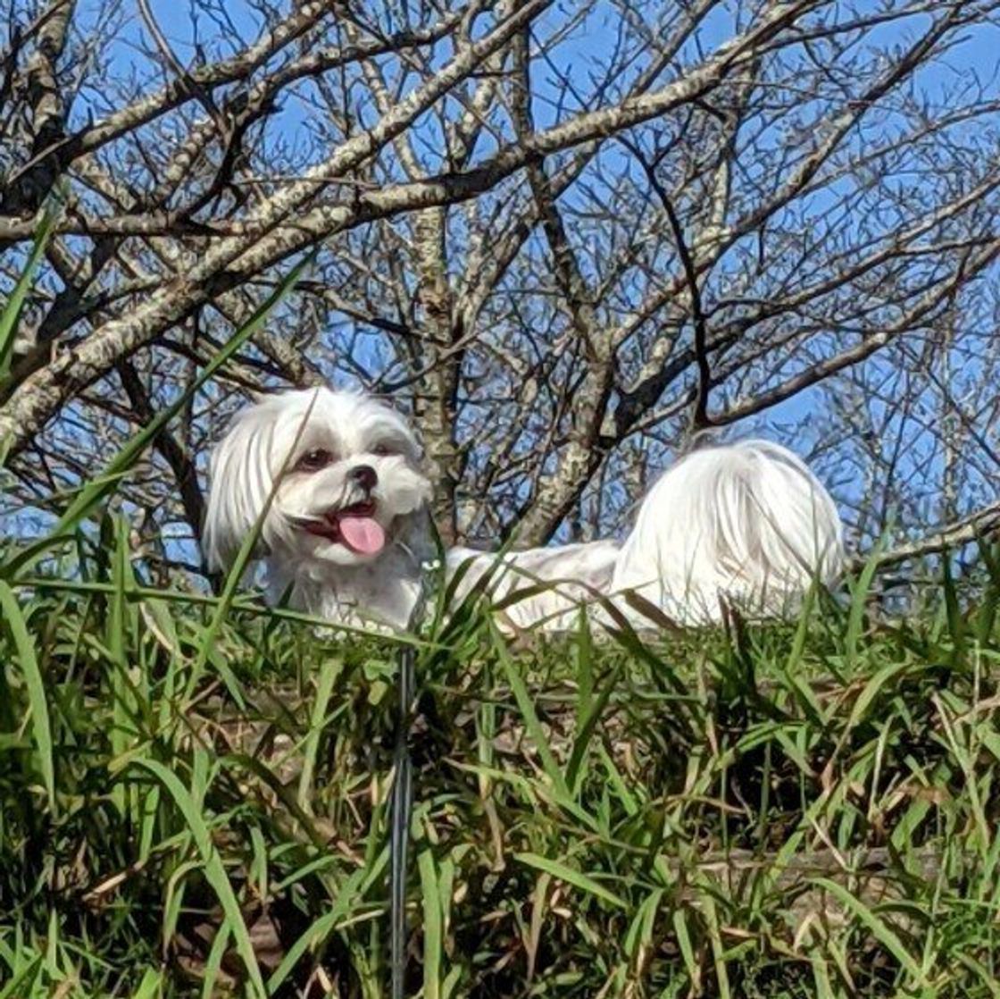チャイム吠え ほかの犬に吠える 物音に吠える 犬が吠えているときの気持ちは いぬのきもちweb Magazine チャイム吠え ほかの犬に吠える 物音に吠える 犬が吠えているときの気持ちは いぬのきもちweb Magazine