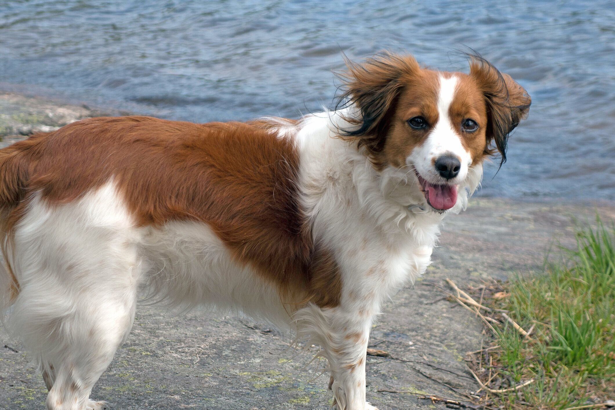 コーイケルホンディエ