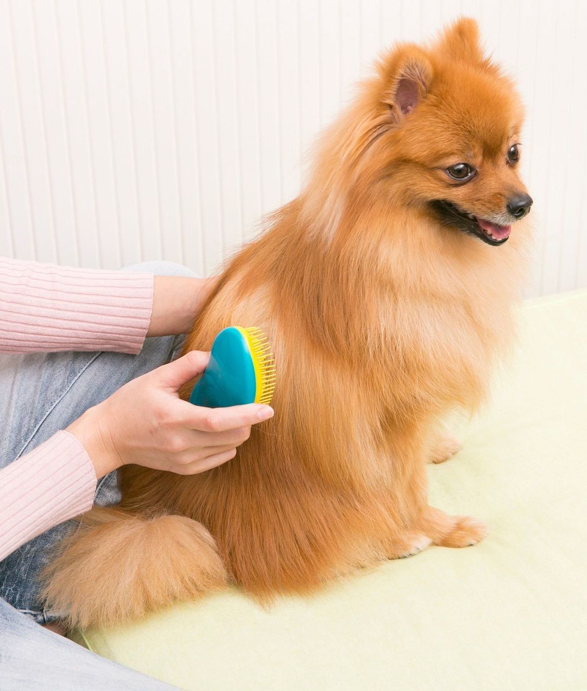 愛犬うっとり ブラッシングマッサージにトライしてみよう いぬのきもちweb Magazine 愛犬うっとり ブラッシングマッサージにトライしてみよう いぬのきもちweb Magazine