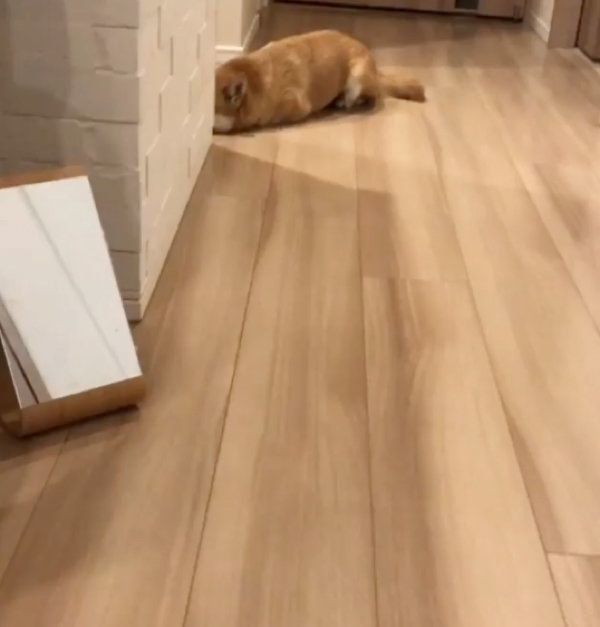 豆柴のにこちゃん