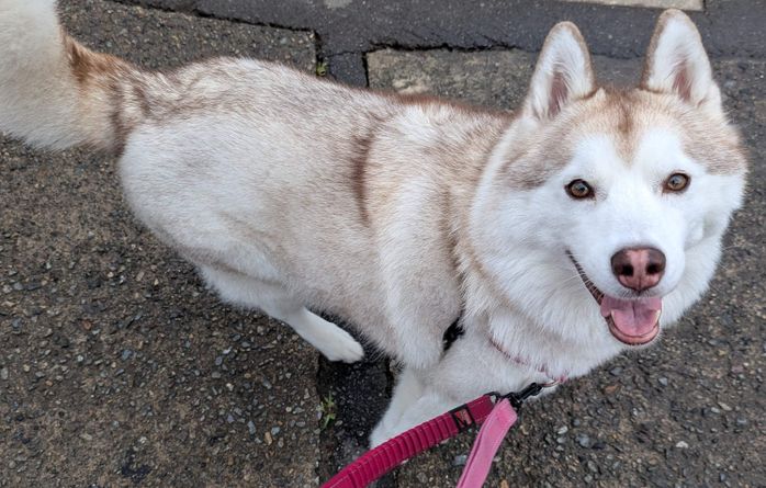 ご機嫌に散歩するおもちちゃん