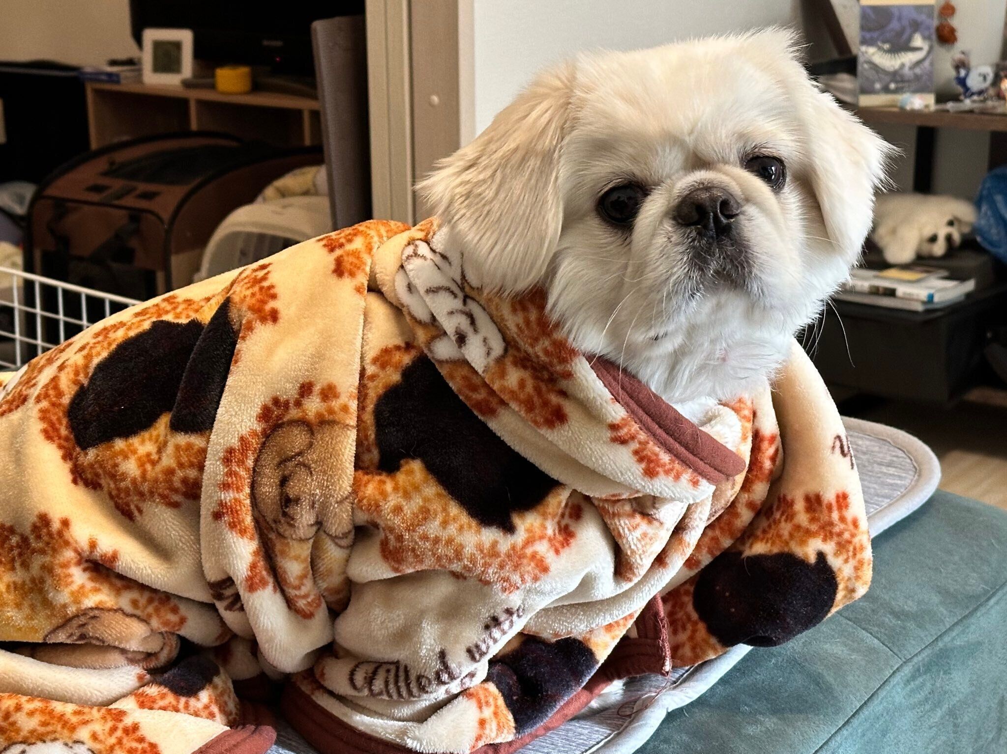 ブランケットに包まれたペコくん