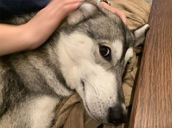 ナデナデしてもらうモモちゃん