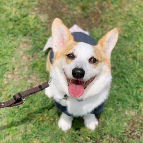 笑っているコーギーのマハロ