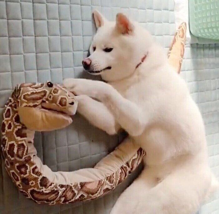 「大蛇のぬいぐるみ」のそばでくつろぐこまちちゃん