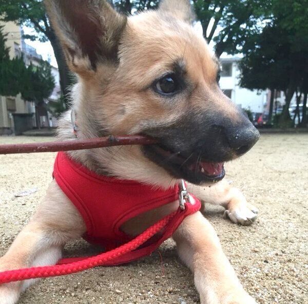 木の棒をくわえるあずきちゃん