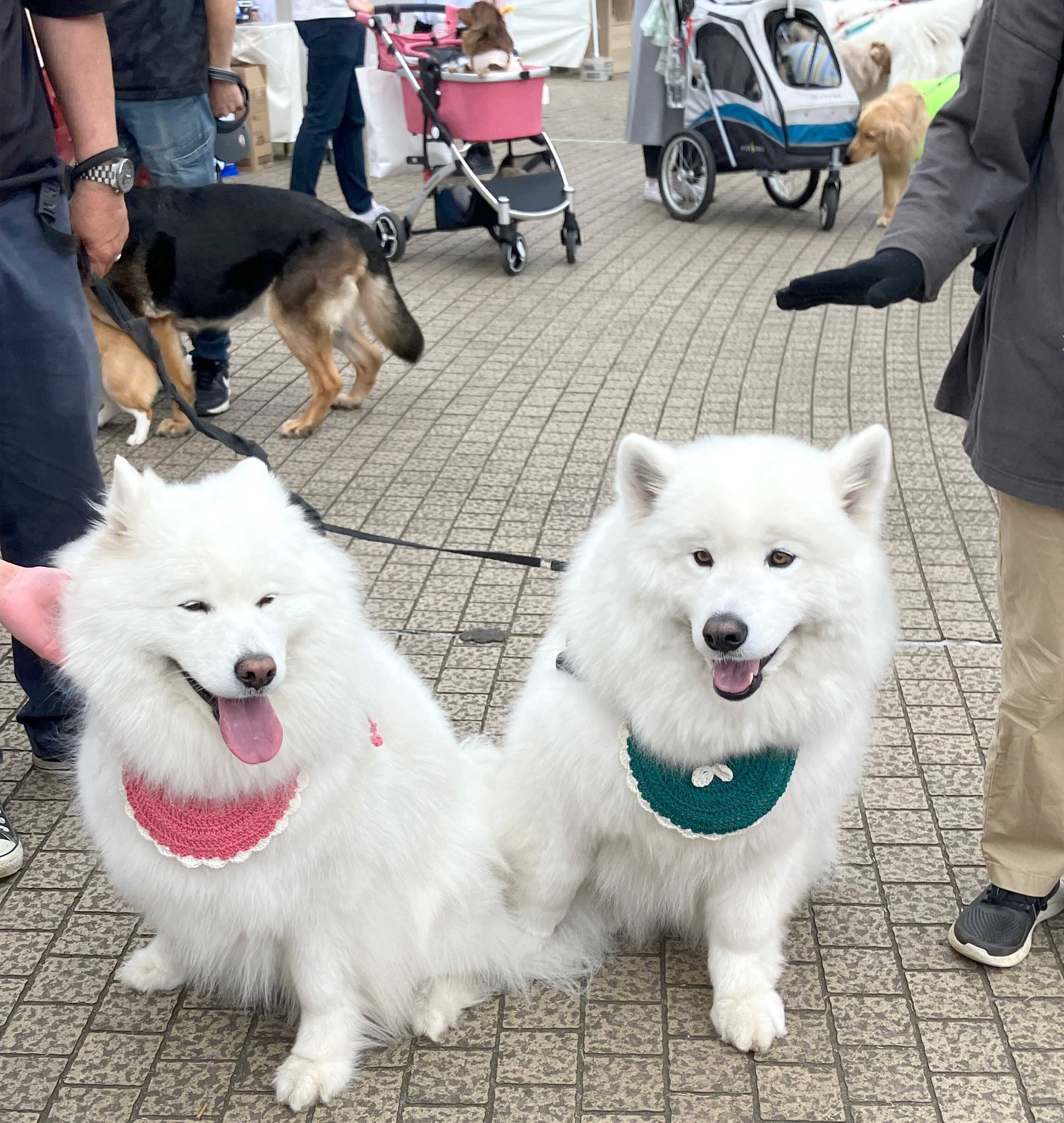 いぬのきもちフェスタ