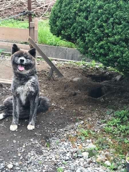 穴を掘り終わった犬