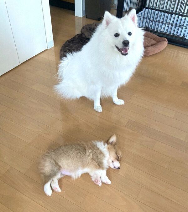 ぺぺちゃんと先住犬・こんくん