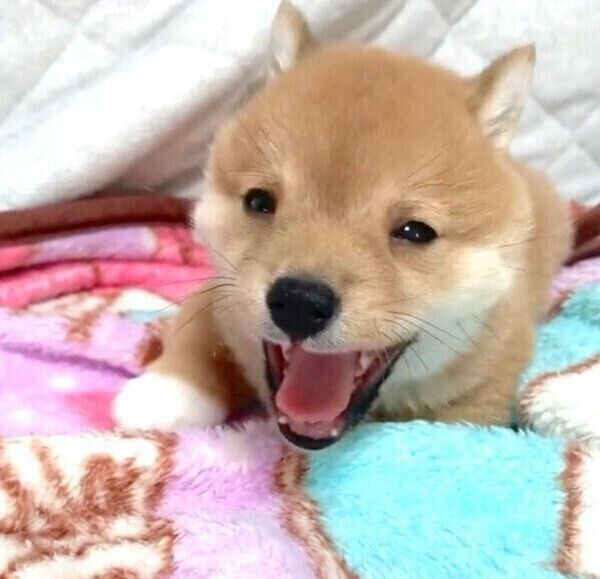 大あくびをする子犬のうにくん