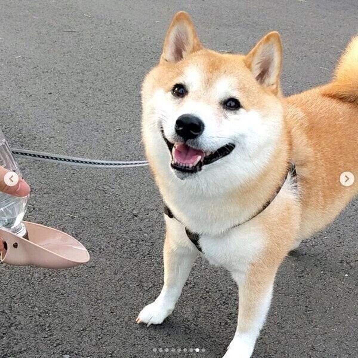 ママと遊びたい柴犬が見せた 作戦 に悶絶 飼い主と一緒に遊ぶのが好きな犬の傾向とは 獣医師解説 いぬのきもちweb Magazine ママと遊びたい柴犬が見せた 作戦 に悶絶 飼い主と一緒に遊ぶのが好きな犬の傾向とは 獣医師解説 いぬのきもちweb Magazine