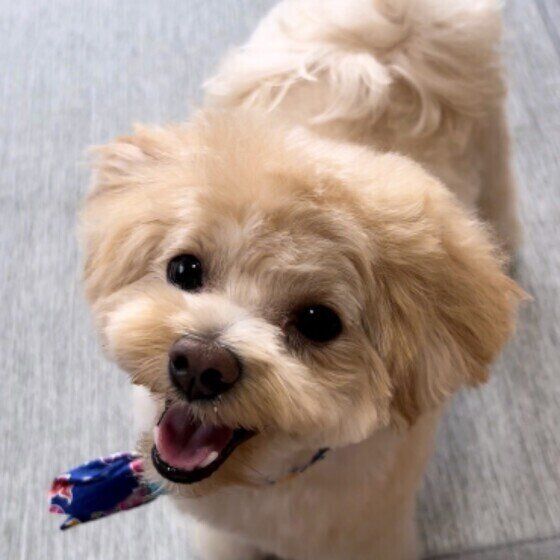 痒い？ ストレス？ 犬が体を舐めたり尻尾を追いかける理由とは いぬのきもち