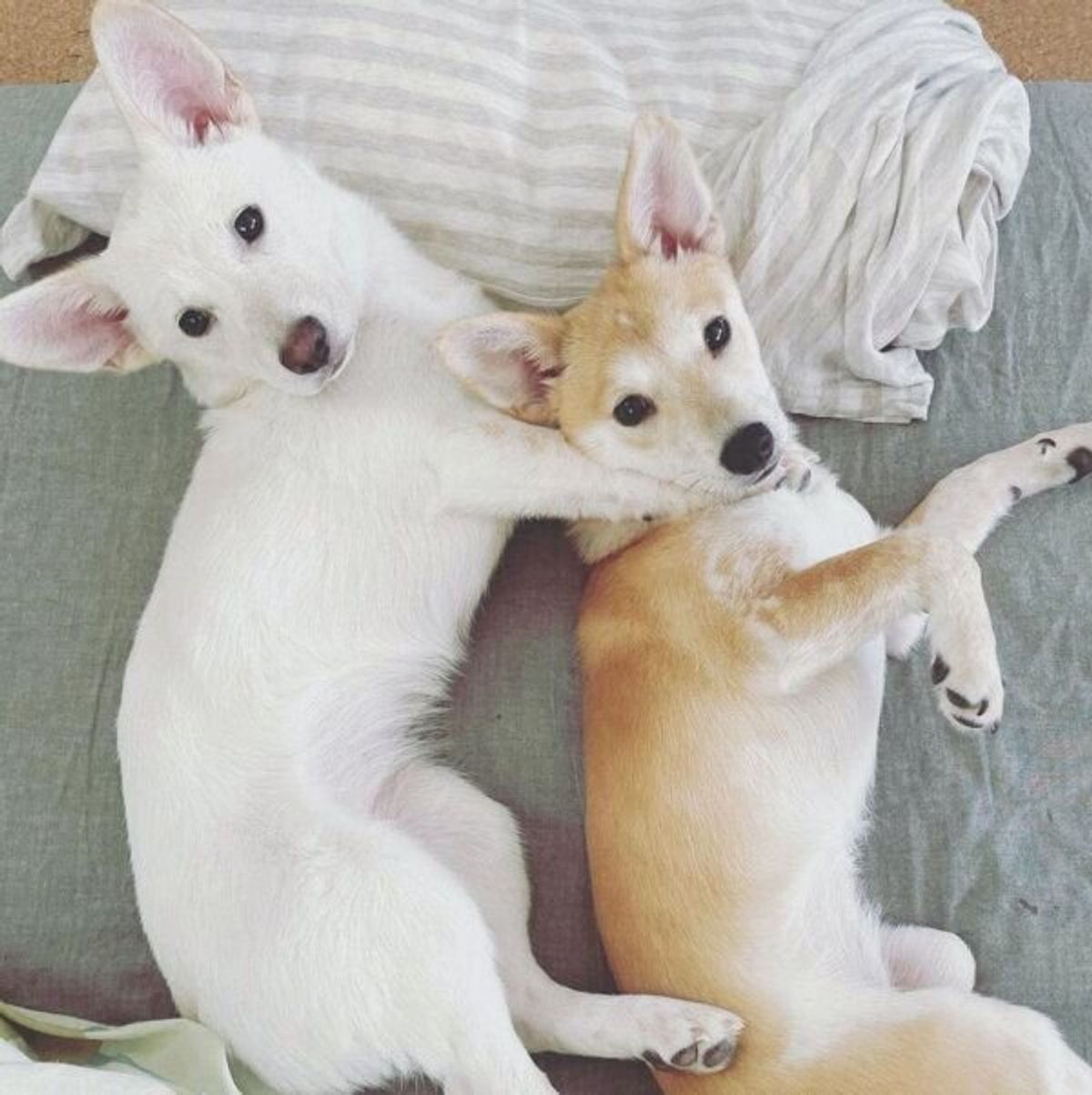 宮古島の保健所に収容されていた姉妹犬 家庭犬になって約2カ月 にぎやかで楽しい日々を送っていた いぬのきもちweb Magazine 宮古島の保健所に収容されていた姉妹犬 家庭犬になって約2カ月 にぎやかで楽しい日々を送っていた いぬのきもちweb Magazine