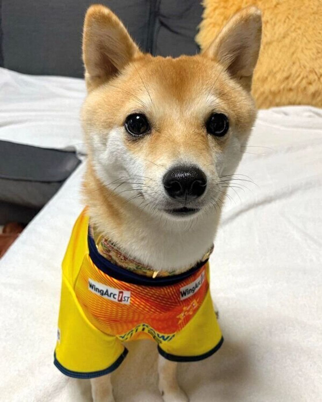 飼い主が笑うたびに スーパーマン になる豆柴子犬 1才になった現在の姿は 愛らしい魅力に迫る いぬのきもちweb Magazine 飼い主が笑うたびに スーパーマン になる豆柴子犬 1才になった現在の姿は 愛らしい魅力に迫る いぬのきもちweb Magazine