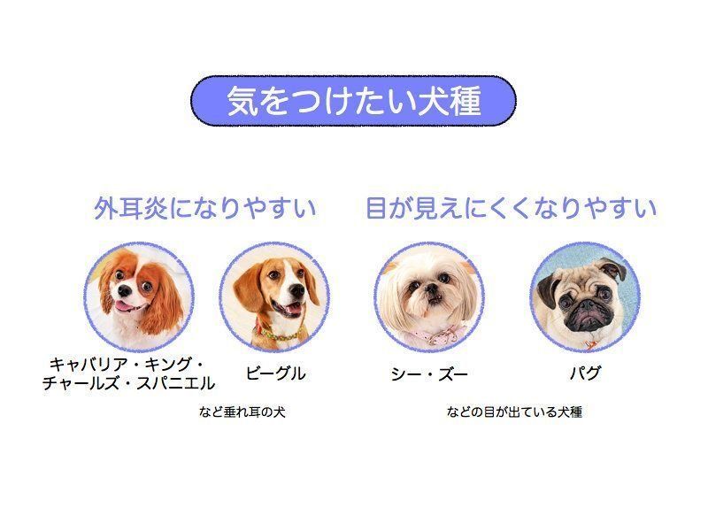 年をとったら目や耳が悪くなりがちな犬種は シニア期の飼い方のコツも いぬのきもちweb Magazine