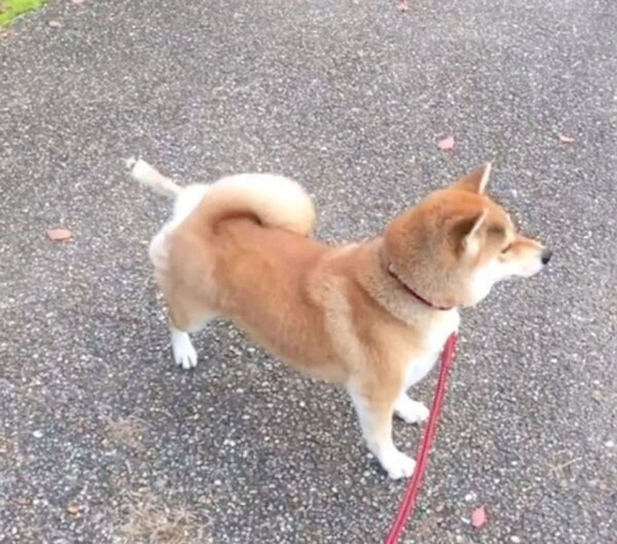 ウンチ後に後ろ足を蹴り上げる柴犬 スローで見ると意外な事実が 愛らしい姿に癒される いぬのきもちweb Magazine ウンチ後に後ろ足を蹴り上げる柴犬 スローで見ると意外な事実が 愛らしい姿に癒される いぬのきもちweb Magazine