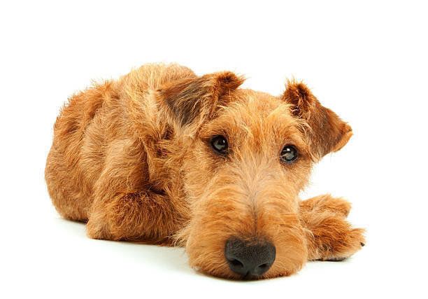 ロイヤルドルトン　テリア　犬 アンティーク雑貨｜置物・フィギュア｜犬（ケアーンテリア