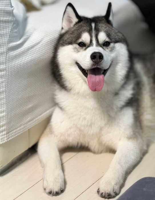 笑顔のジャファーくん