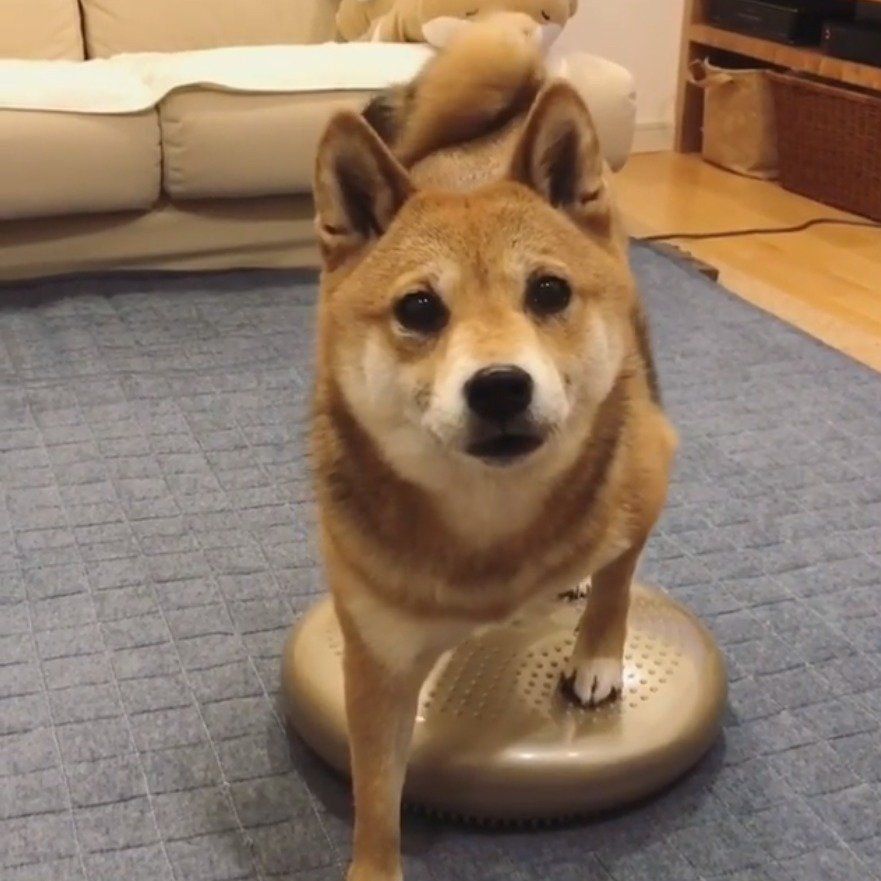 バランスディスクに乗る柴犬