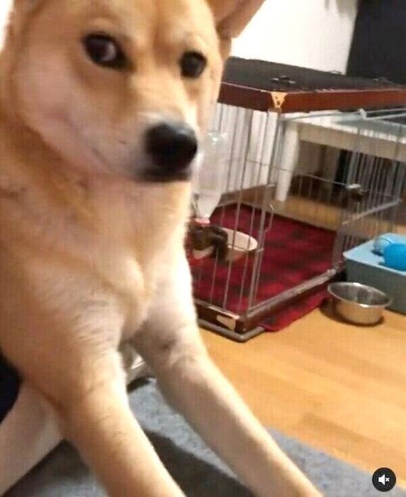 飼い主さんの動きを阻止する朔太郎くん