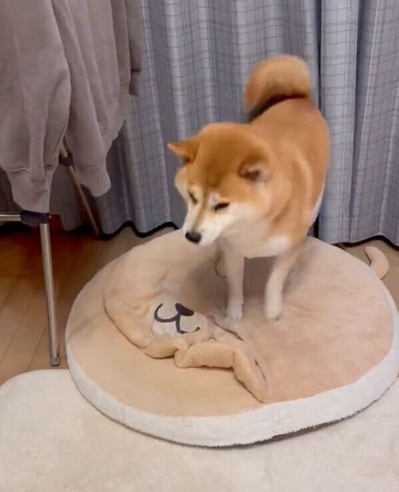 柴ドラを整えるさすけくん