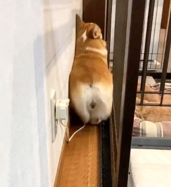 後ろ向きに歩き出すいろはちゃん