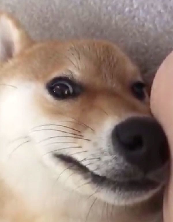 飼い主さんに撫でてもらうはんべくん