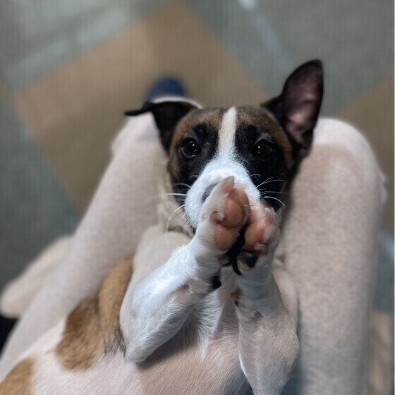 ジャック・ラッセル・テリアの冬悟ちゃん