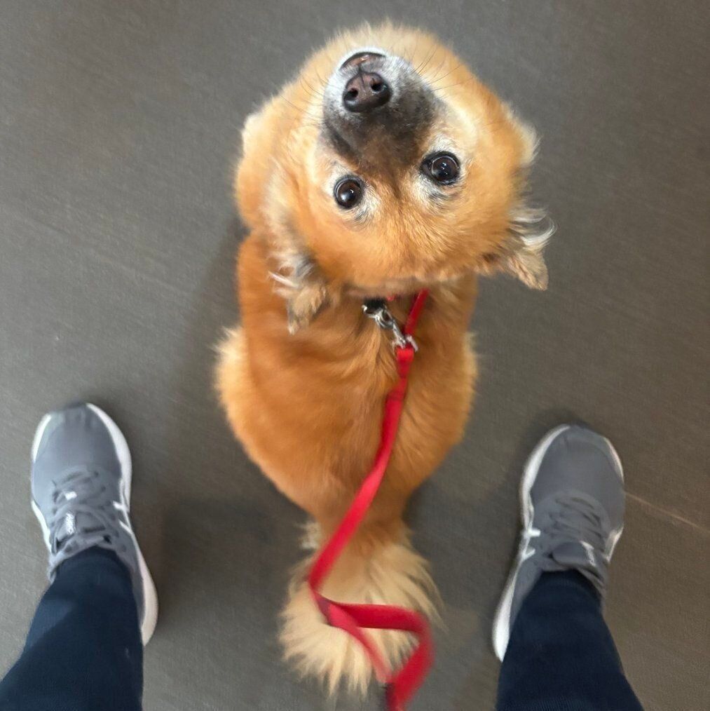 飼い主さんを見あげるはぐみちゃん