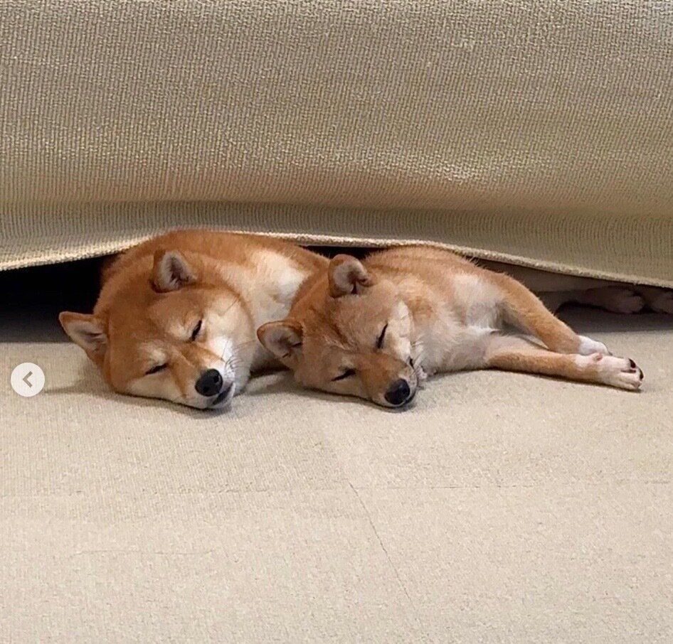 仲良く眠るはなちゃん、まるちゃん